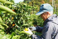 11月下旬〜出荷開始　和歌山県産　新堂みかん　【10kg】