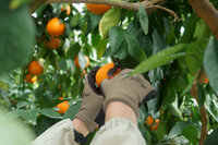 11月下旬〜出荷開始　愛媛県 紅まどんな 3玉