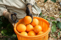 11月下旬〜出荷開始　愛媛県 紅まどんな 3玉